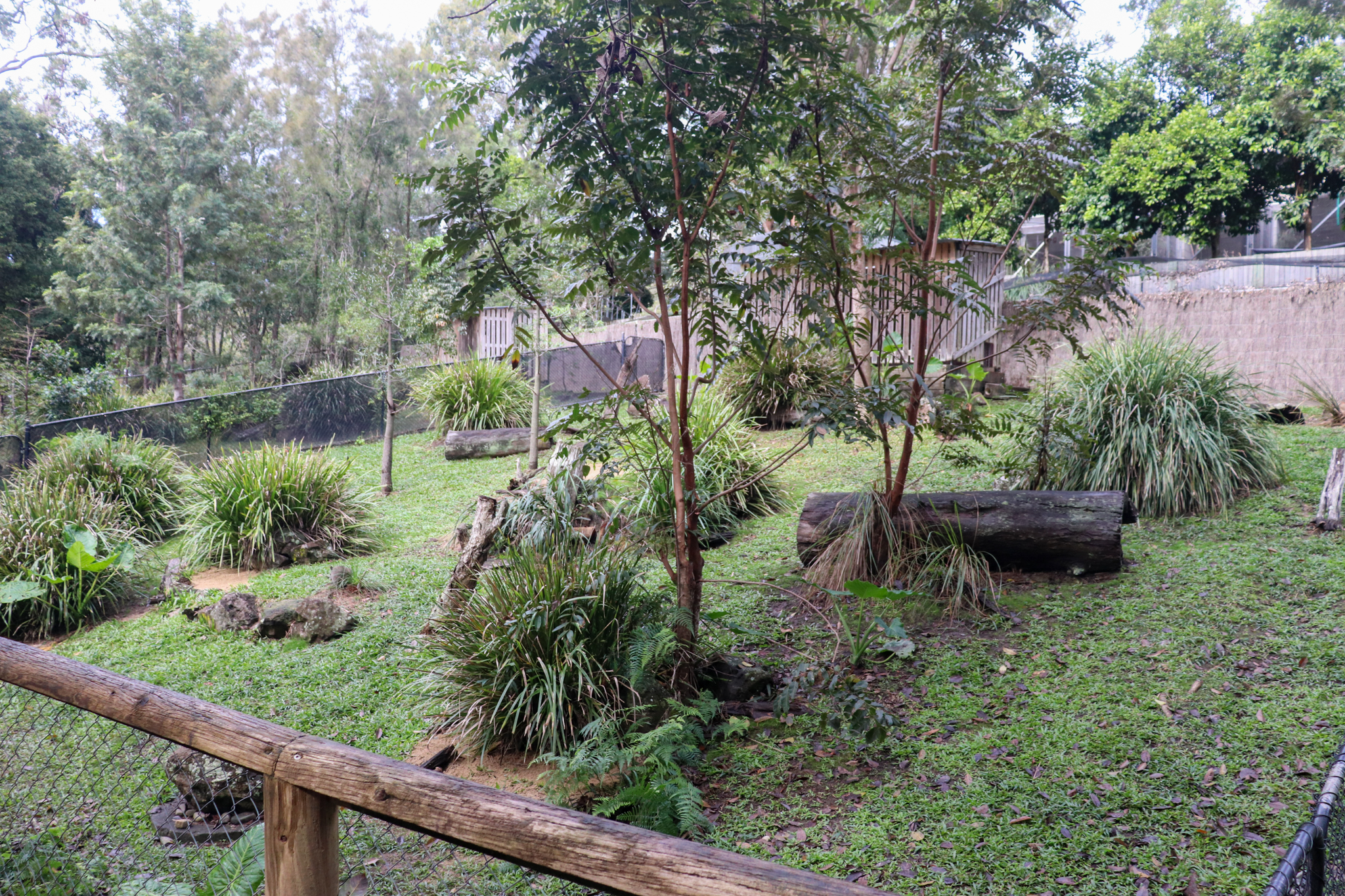 Bridled Nailtail Wallaby Enclosure