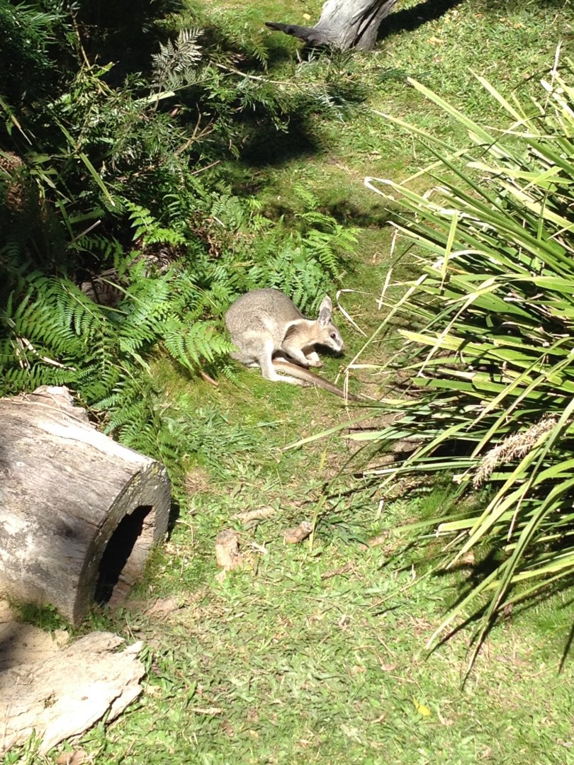 Bridled Nailtail-wallaby (Onychogalea fraenata)