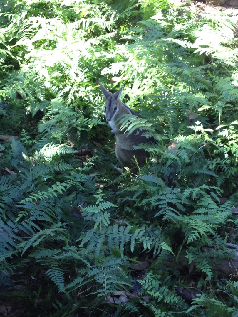 Bridled Nailtail-wallaby (Onychogalea fraenata)