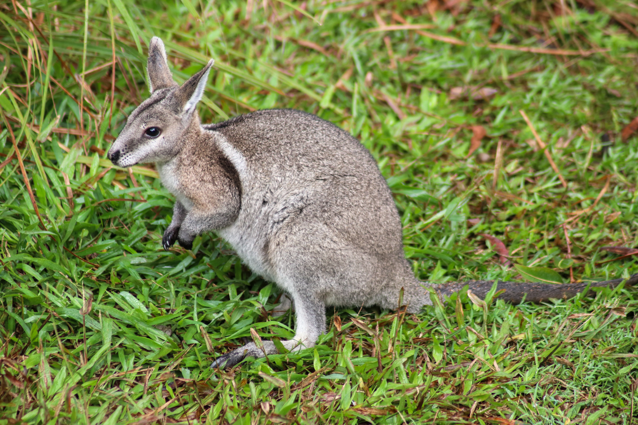 Bridled Nailtail Wallaby (Onychogalea fraenata)