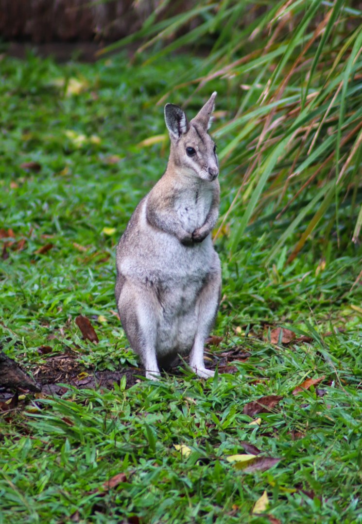 Bridled Nailtail Wallaby (Onychogalea fraenata)