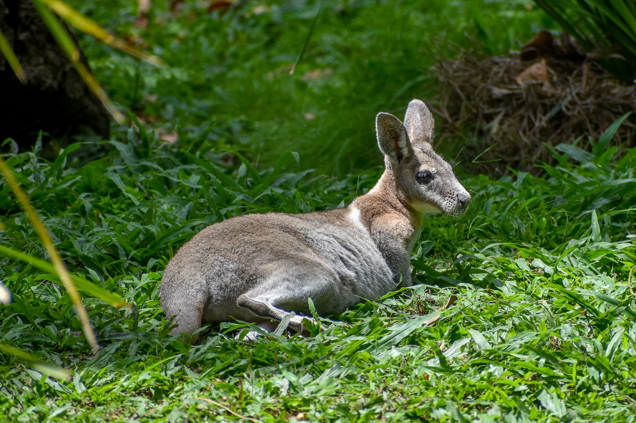 Bridled Nailtail Wallaby (Onychogalea fraenata)