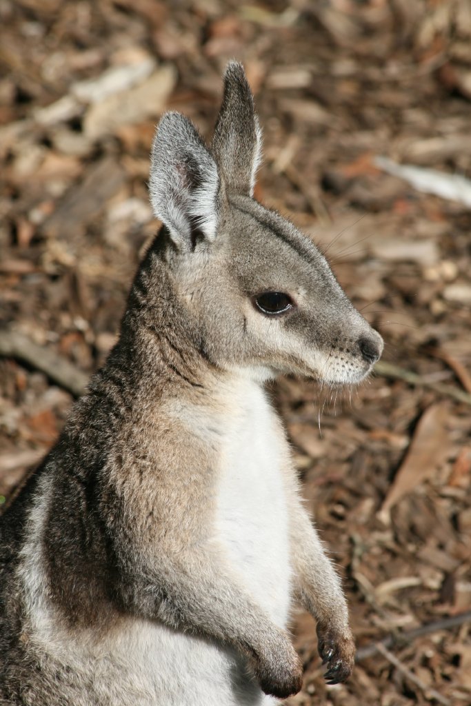 Bridled Nailtail Wallaby portrait