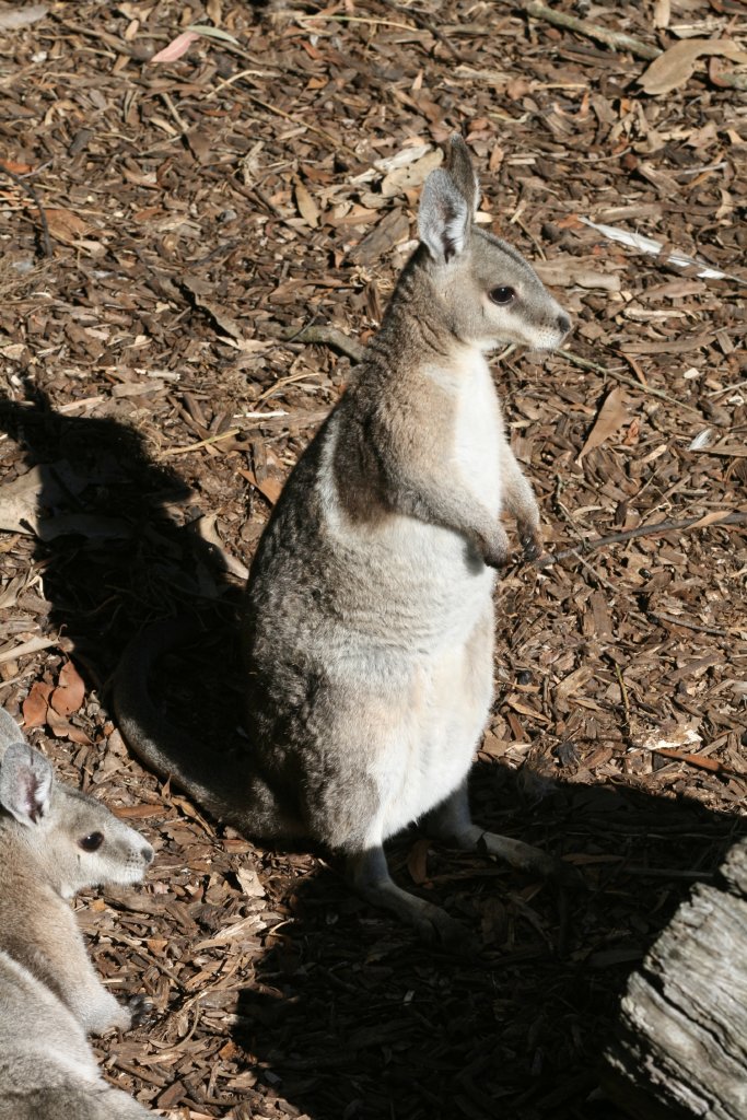 Bridled Nailtail Wallaby