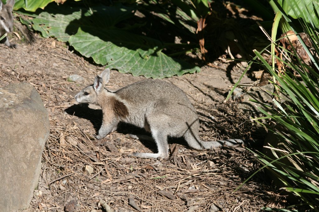 Bridled Nailtail Wallaby