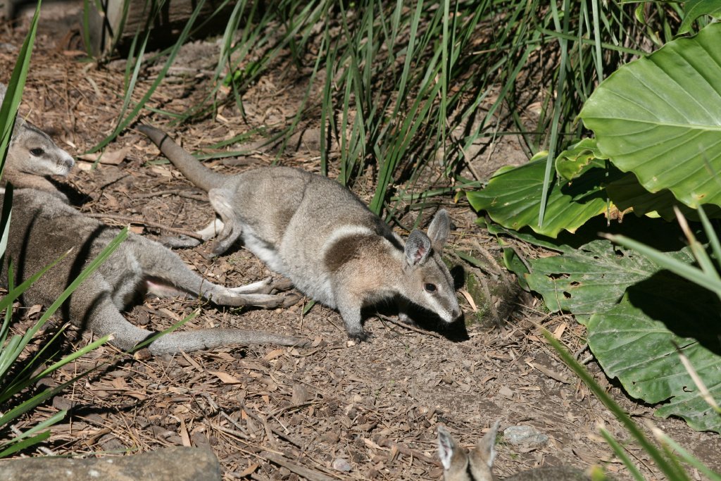 Bridled Nailtail Wallaby