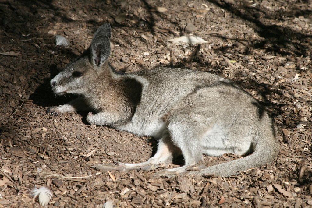 Bridled Nailtail Wallaby