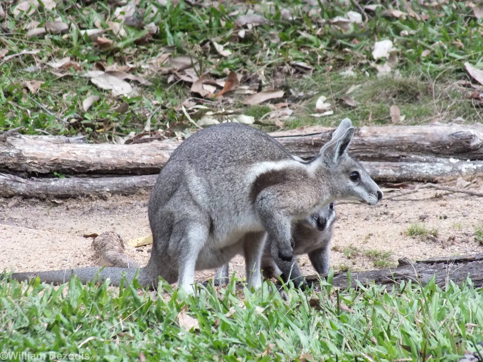 Bridled Nailtail Wallaby