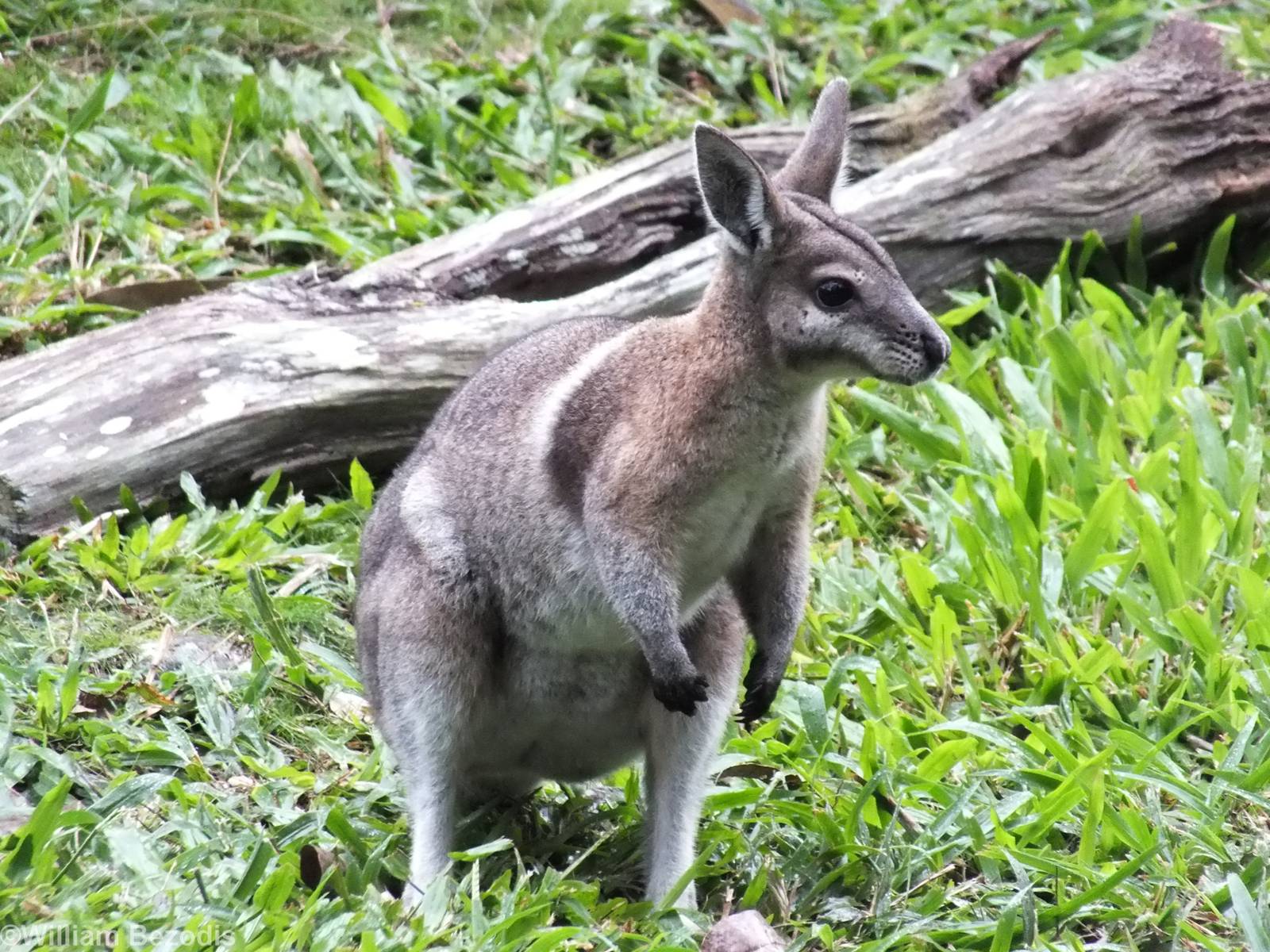 Bridled Nailtail Wallaby