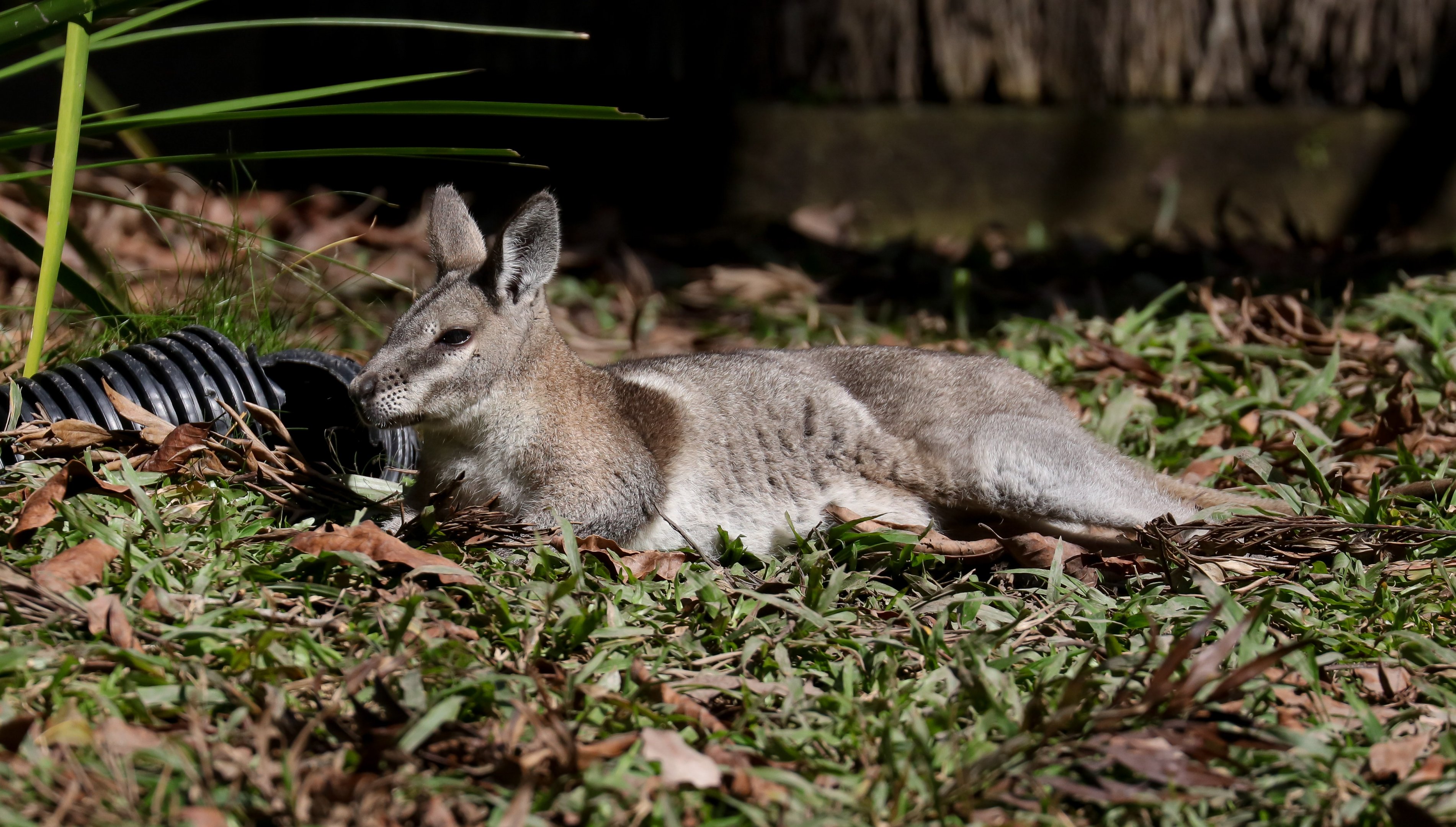 Bridled Nailtail Wallaby