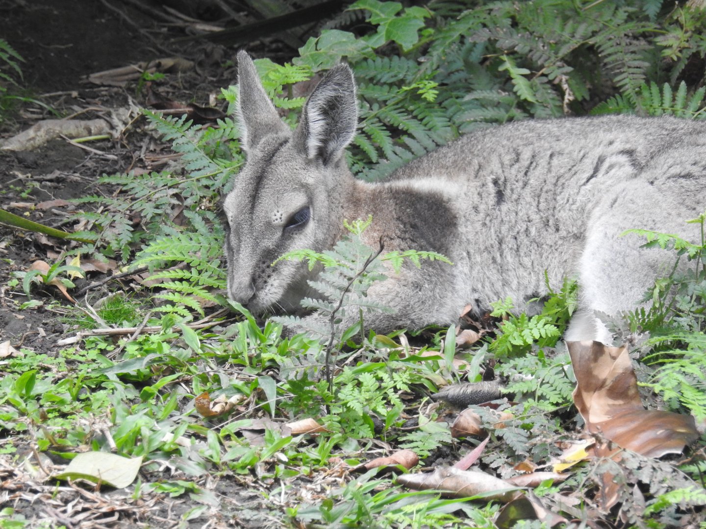 Bridled Nailtail-Wallaby