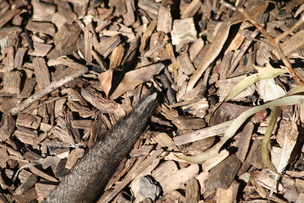 Bridled Nailtail Wallaby's tailnail