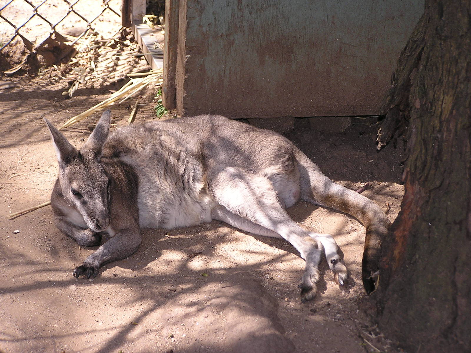 Bridled nailtailed wallaby/ Onychogalea fraenata