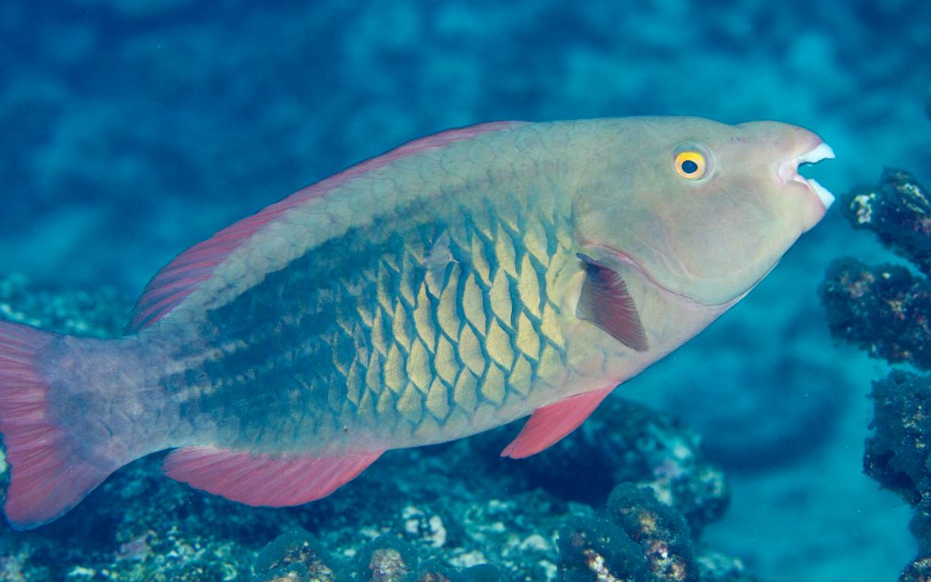Bridled Parrotfish female