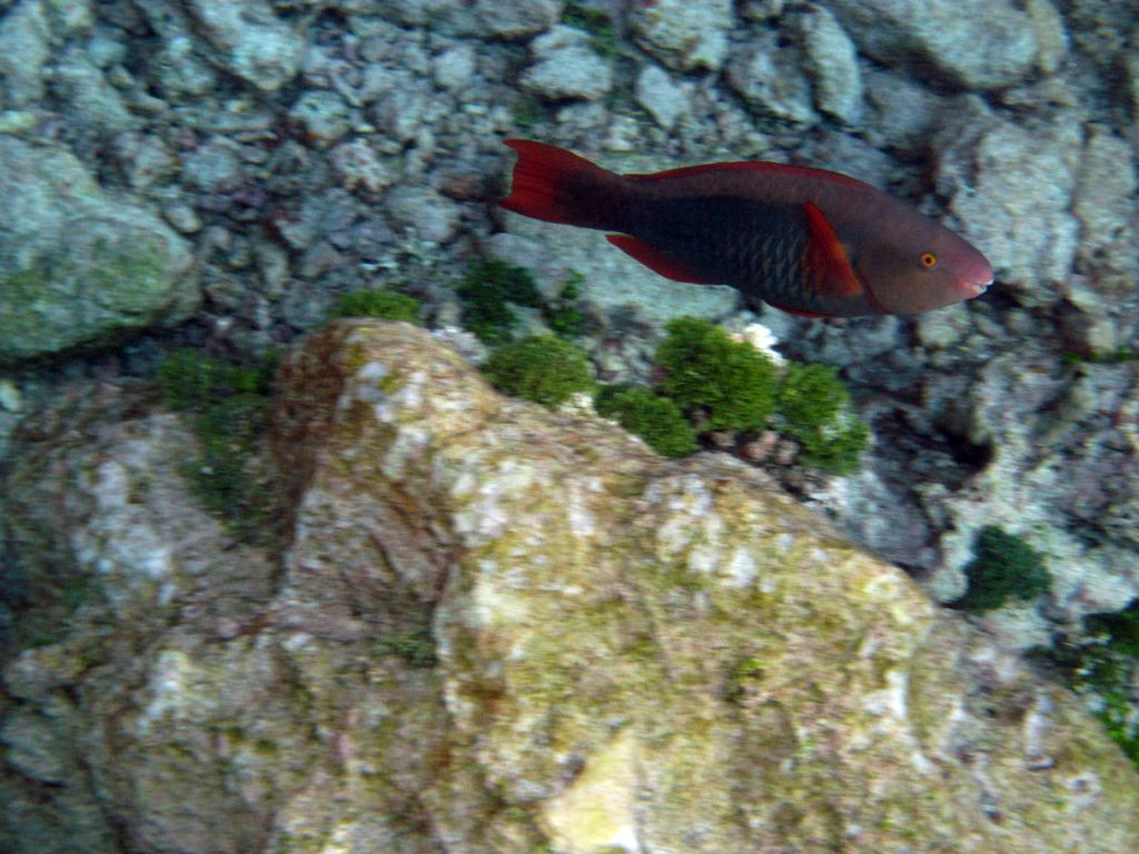 Bridled Parrotfish (initial phase)