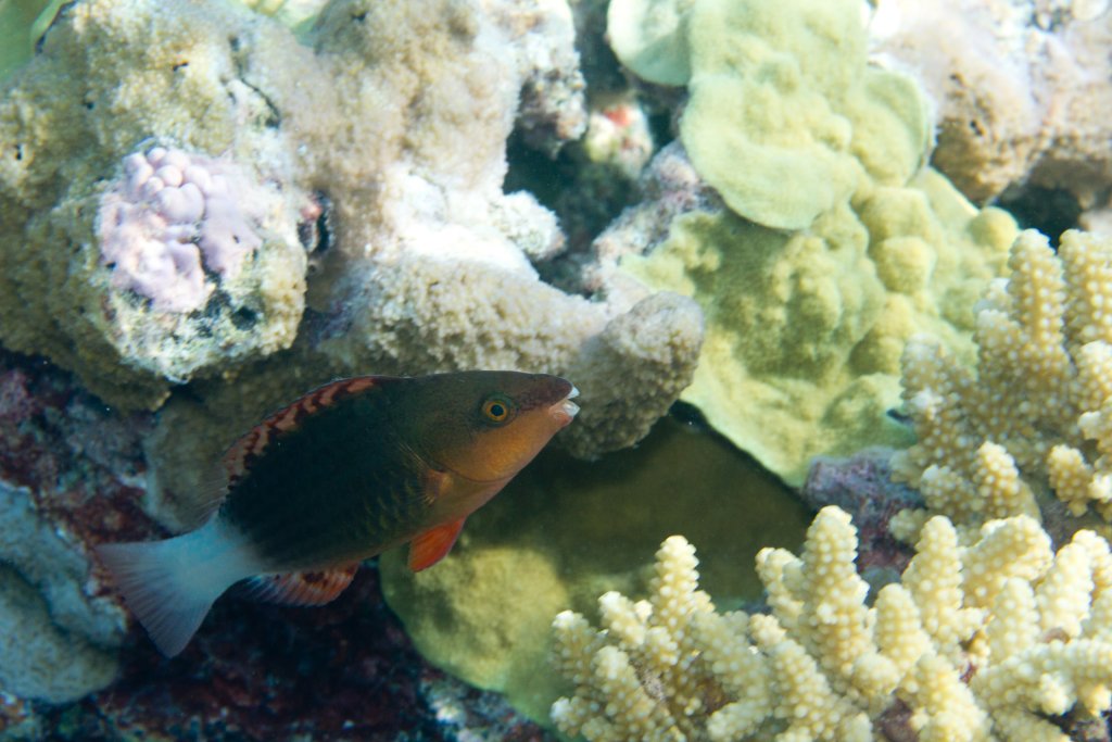 Bridled Parrotfish IP (Scarus frenatus)