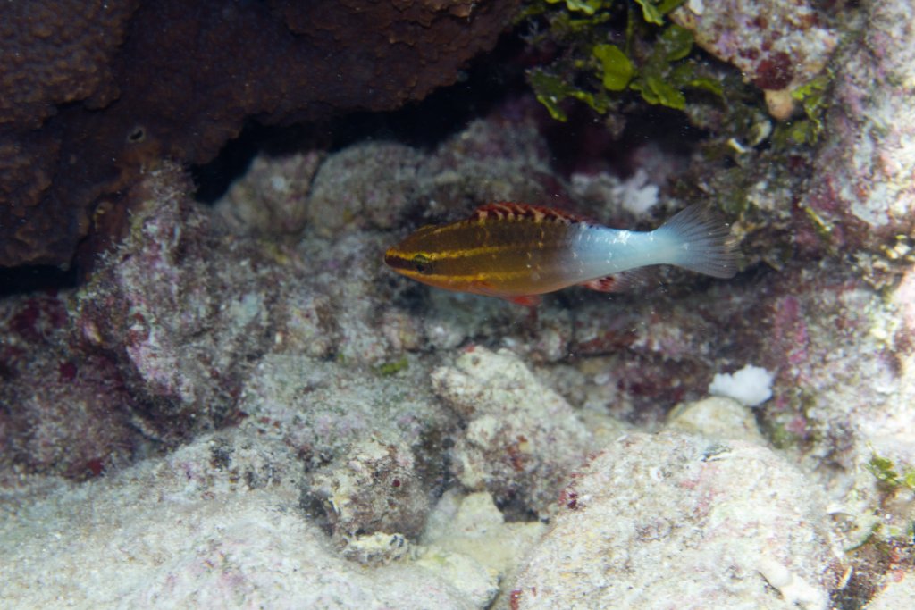 Bridled Parrotfish juvenile (Scarus frenatus)