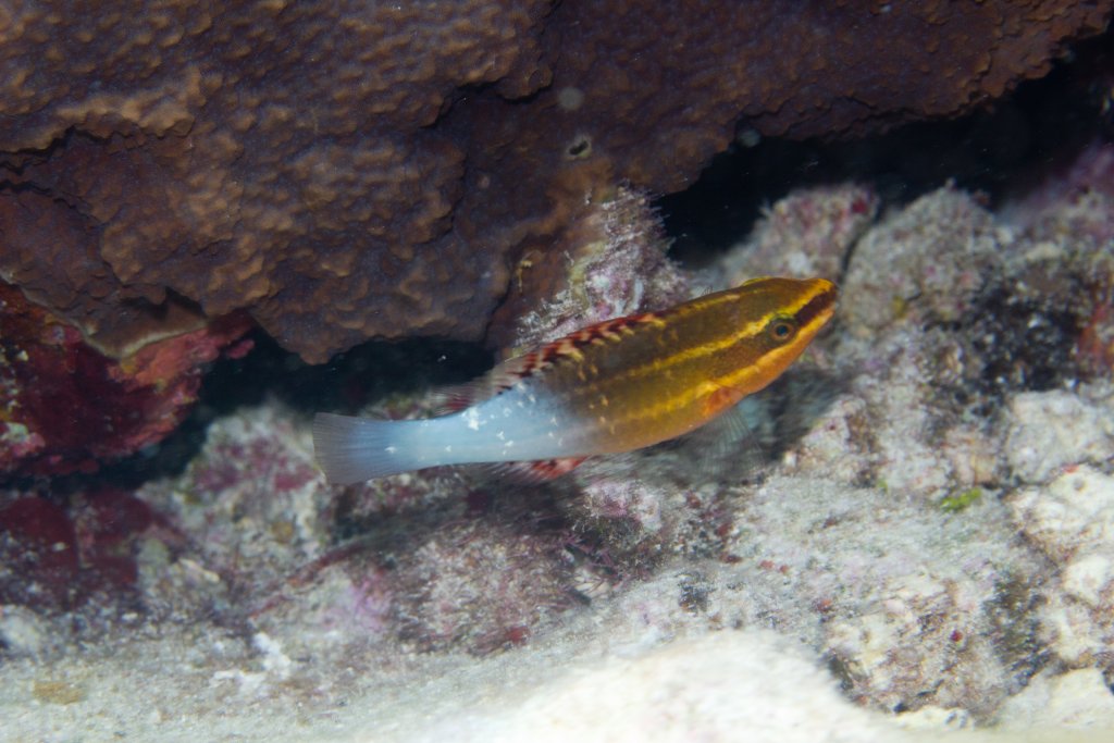 Bridled Parrotfish juvenile (Scarus frenatus)