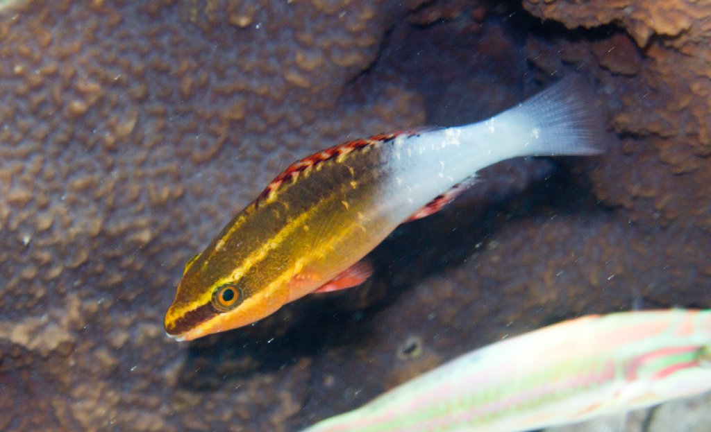 Bridled Parrotfish juvenile (Scarus frenatus)