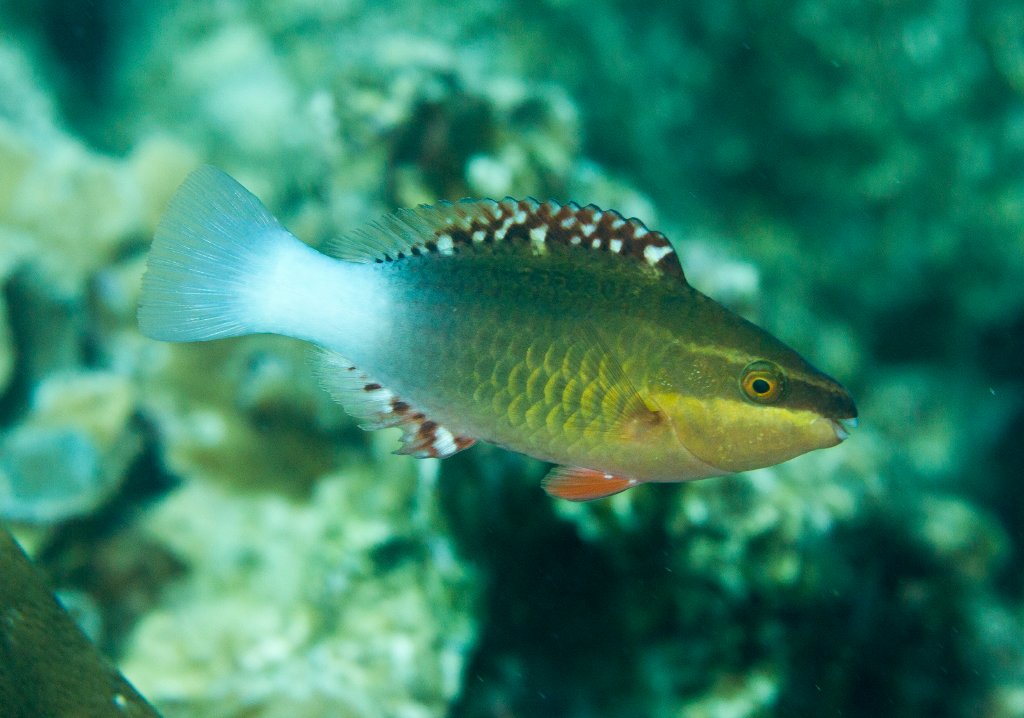 Bridled Parrotfish, subadult
