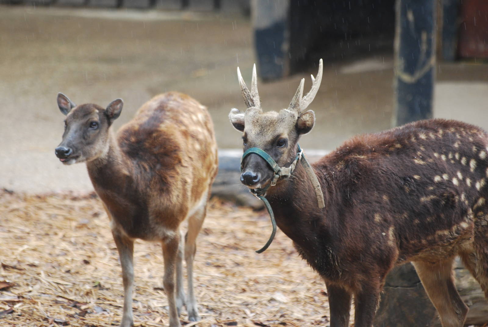 Bridled Philippine spotted deer