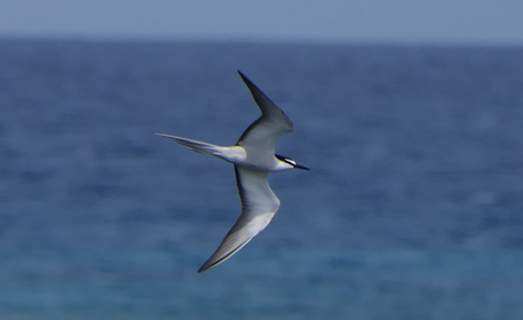 Bridled Tern - Green Island
