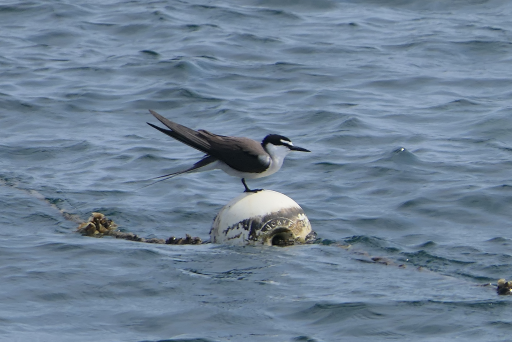 Bridled Tern - Green Island