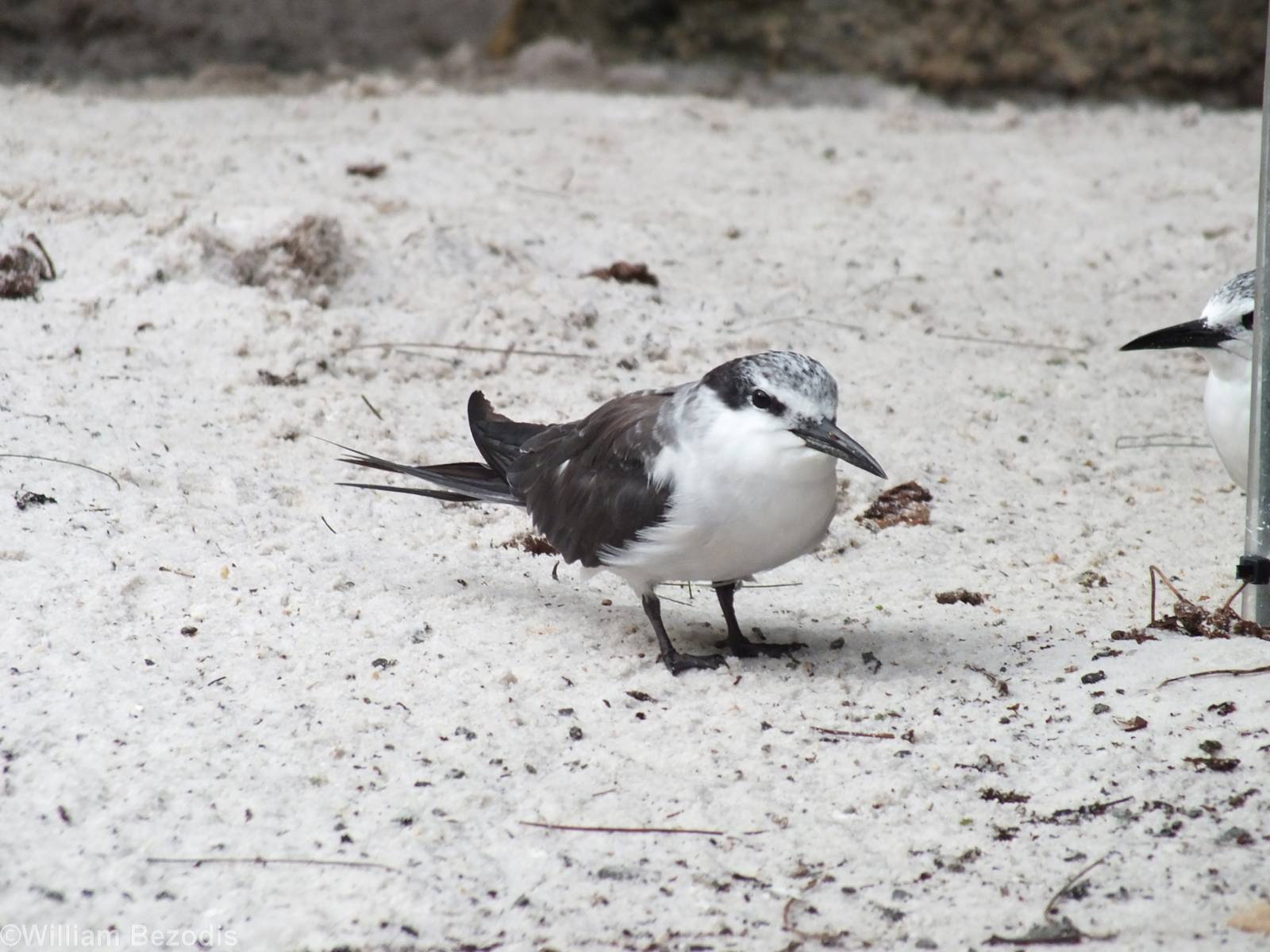 Bridled Tern in Penguin Plunge