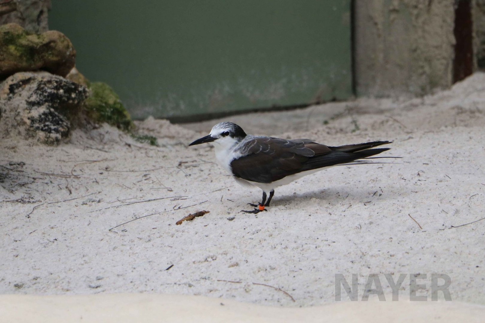 Bridled tern, June 2016