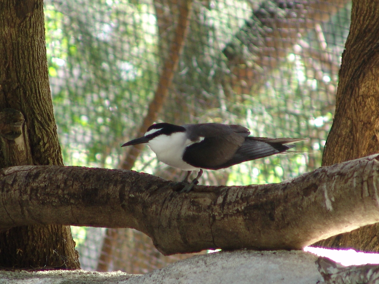 Bridled Tern (Onychoprion anaethetus)