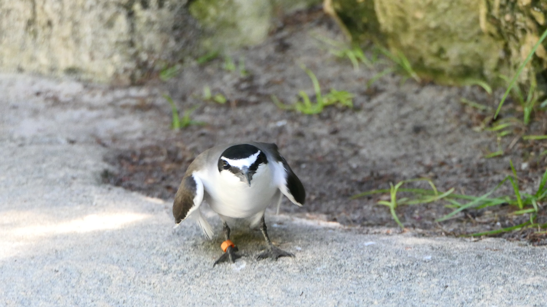 Bridled Tern
