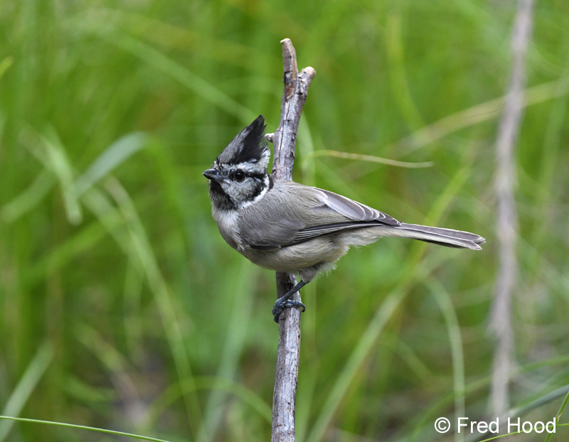 bridled titmouse