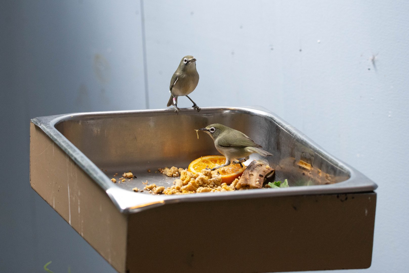 Bridled White-eye- (Zosterops conspicillatus saypani)