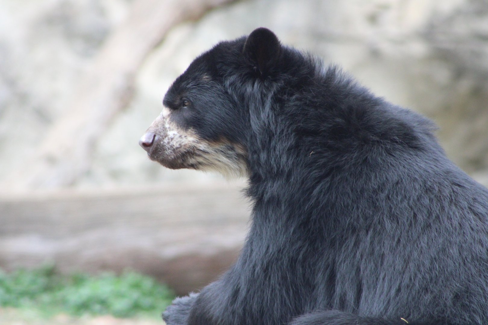 “Brienne” the Andean Bear (Tremarctos ornatus)