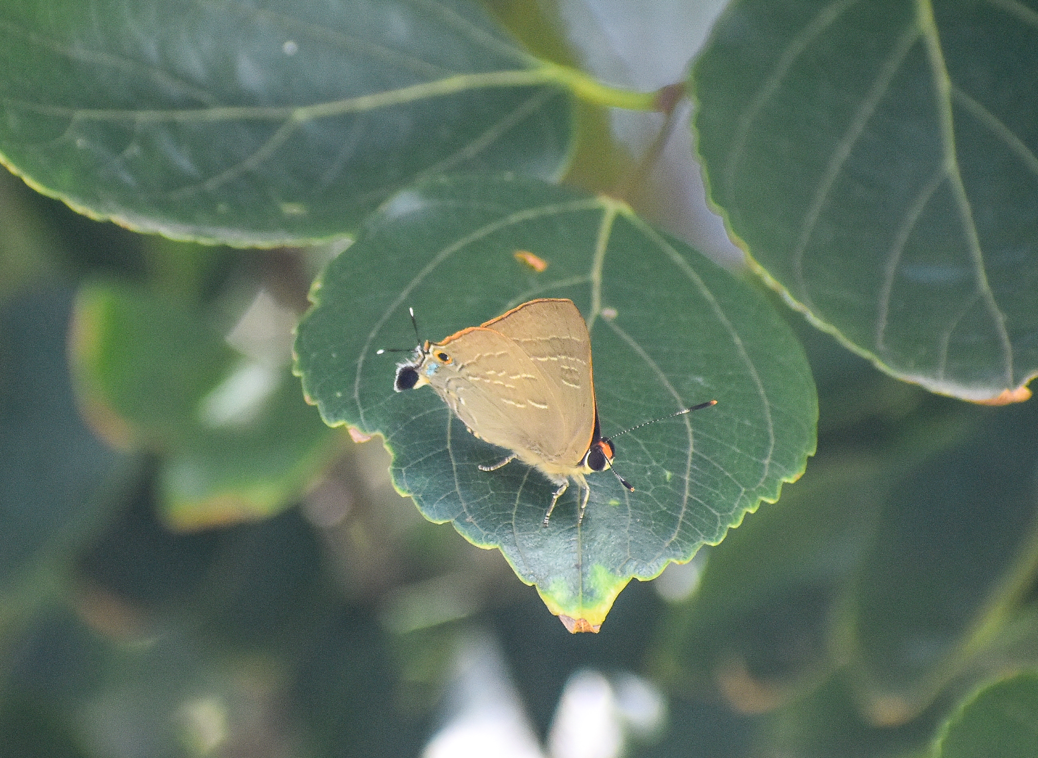 Bright Cornelian, Deudorix diovis