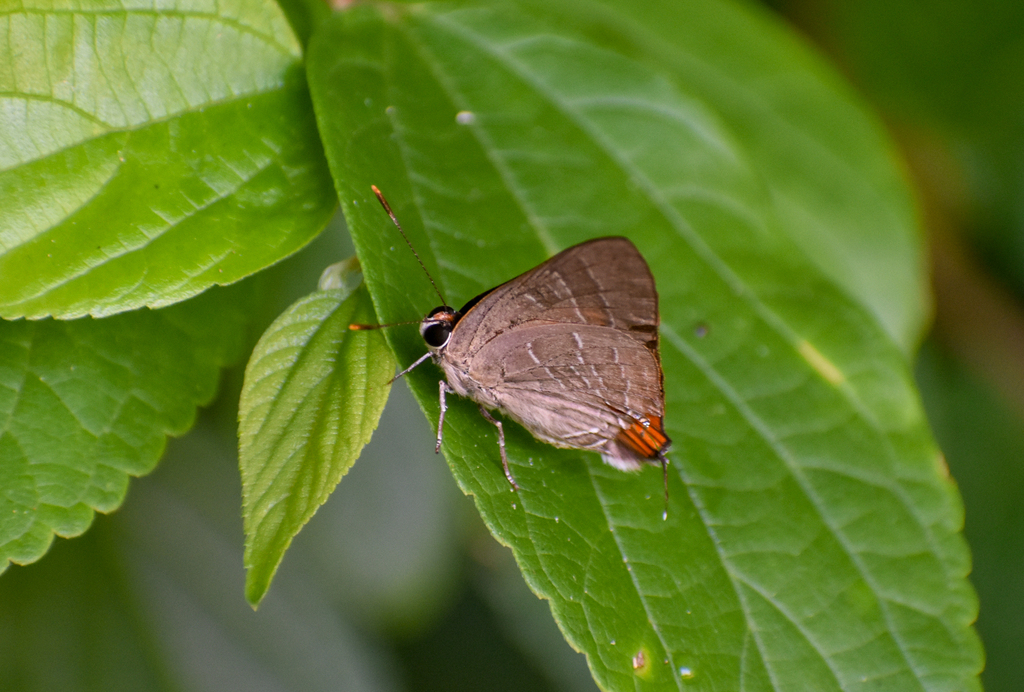 Bright Cornelian, Deudorix diovis