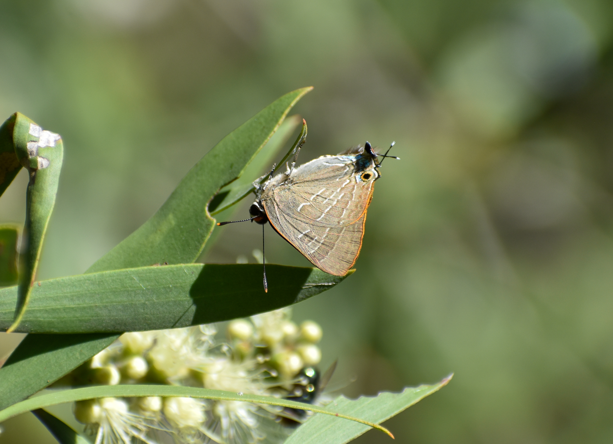 Bright Cornelian