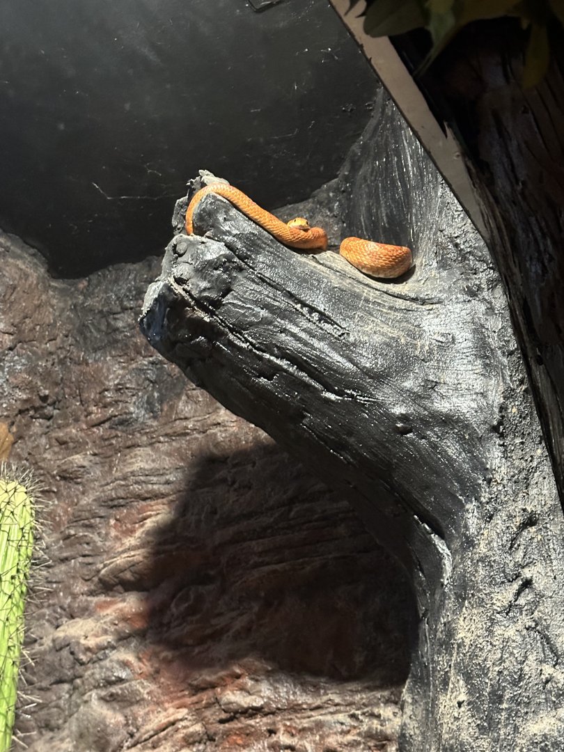 Bright orange Corn Snake