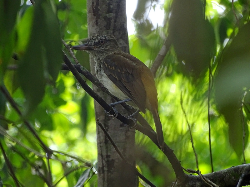 Bright-rumped Attila (Attila spadiceus)