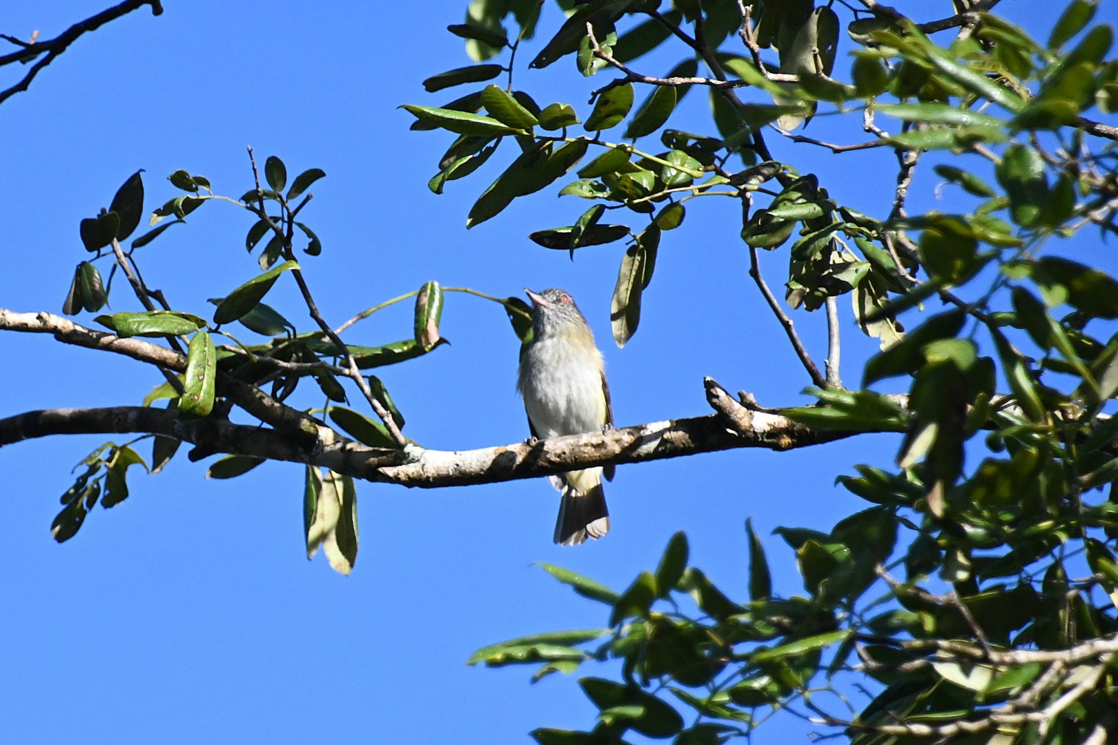 Bright-rumped attila  (Attila spadiceus)