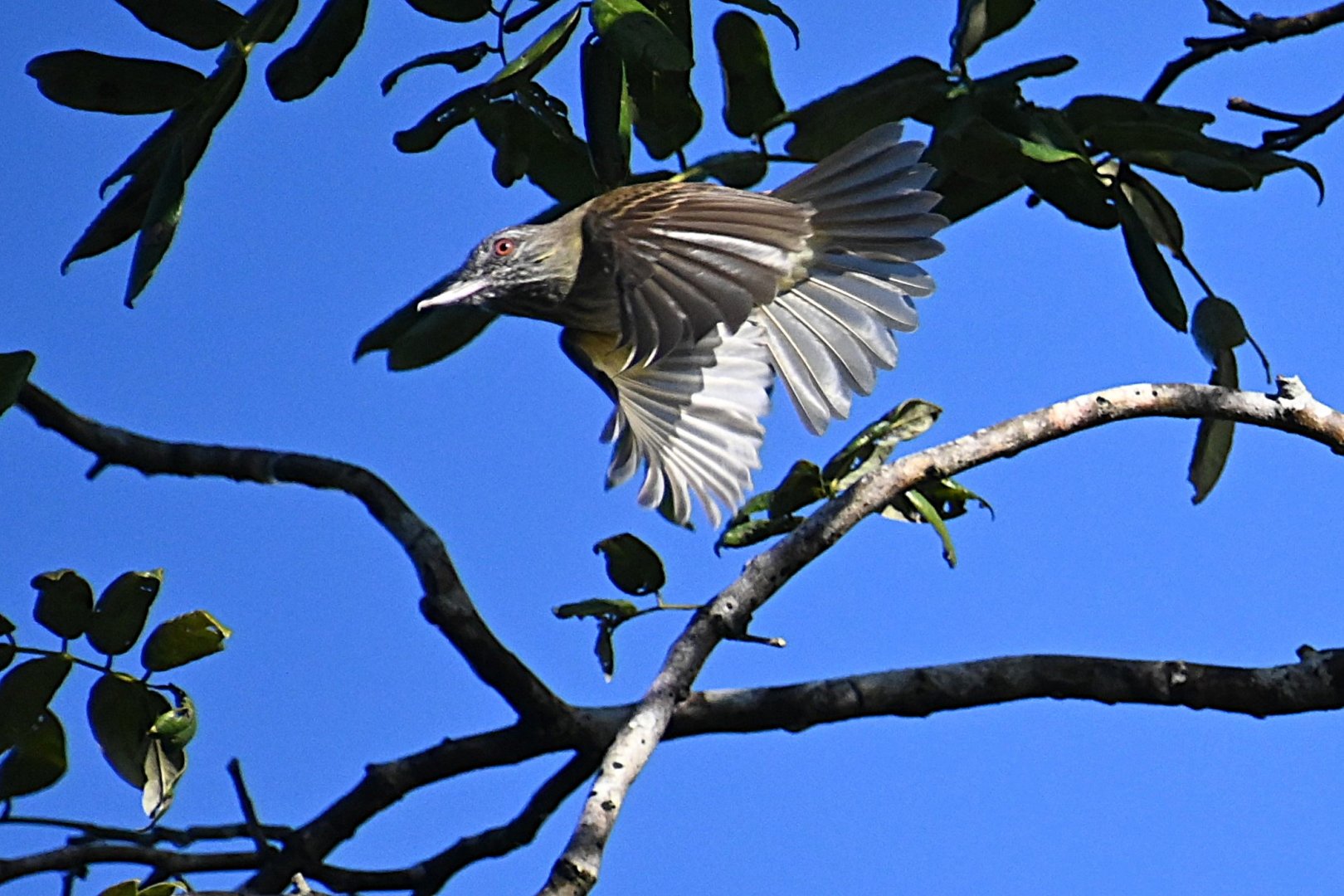 Bright-rumped attila  (Attila spadiceus)