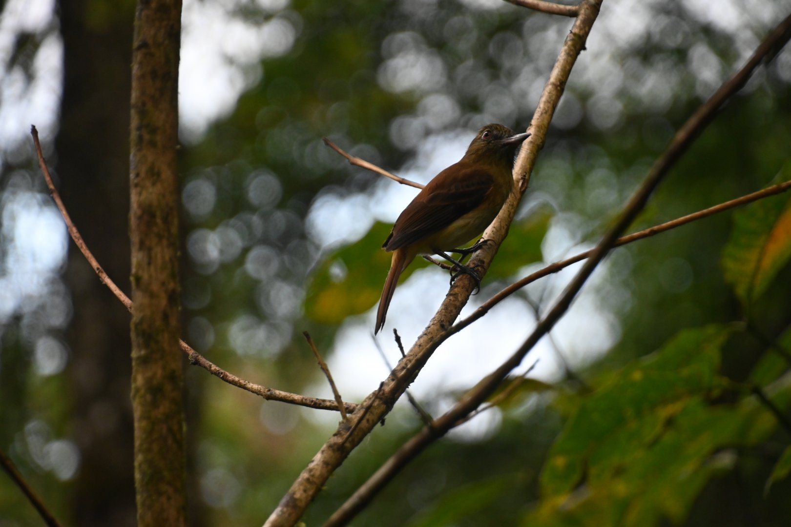 Bright-rumped Attila (Attila spadiceus)