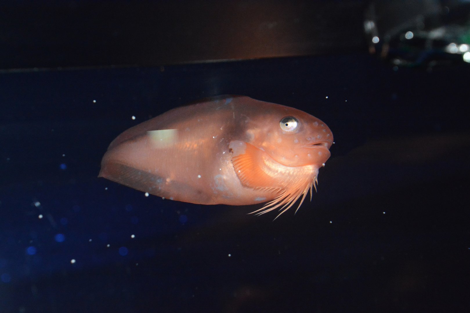 Bright snailfish (Careproctus pellucidus)