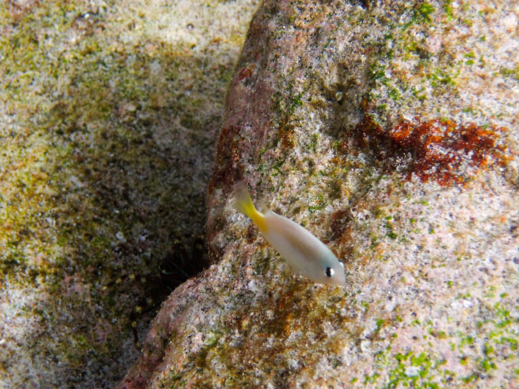 Brighteye Damsel (Plectroglyphidodon imparipennis)