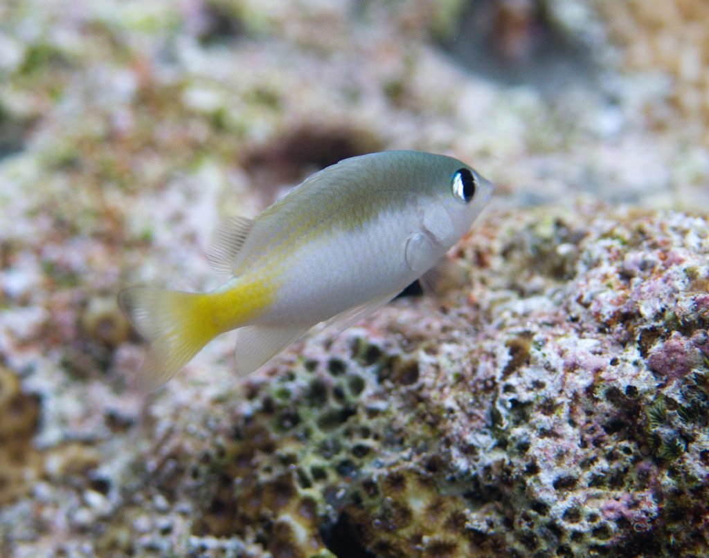 Brighteye Damsel (Plectroglyphidodon imparipennis)