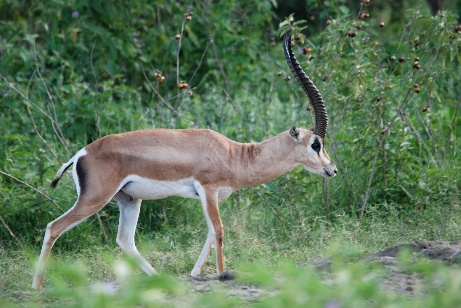 Bright's Gazelle at Abijatta-Shalla NP, 13/10/14