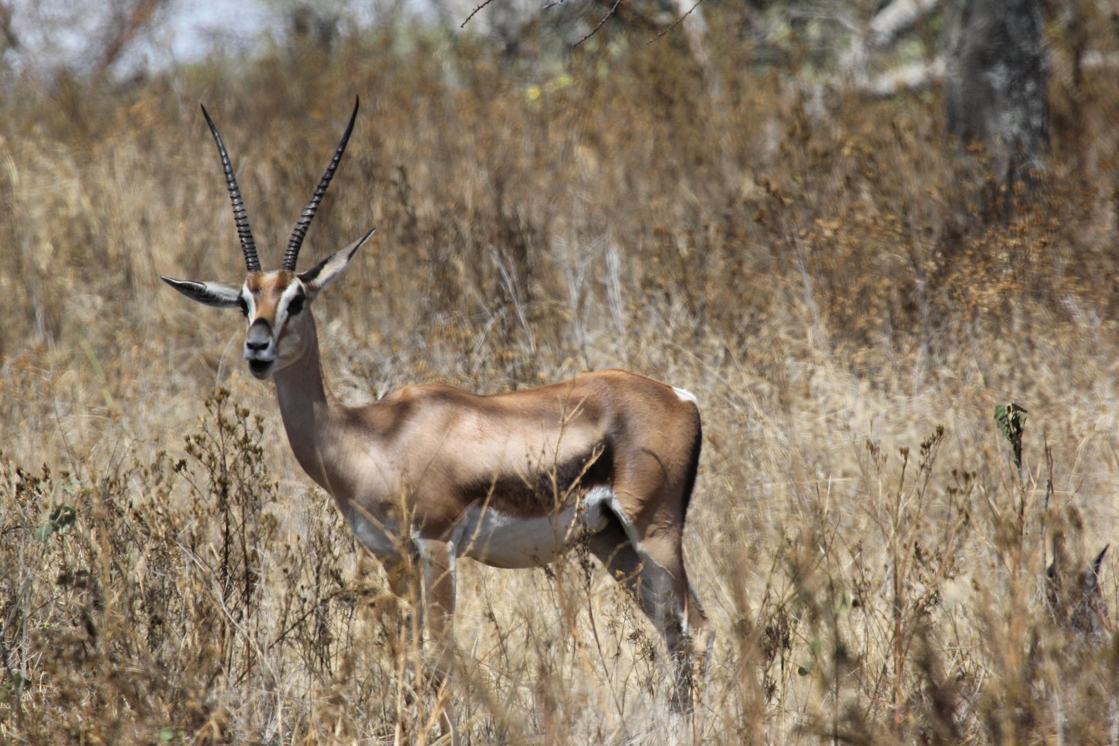 Bright's Gazelle (Nanger notata) female