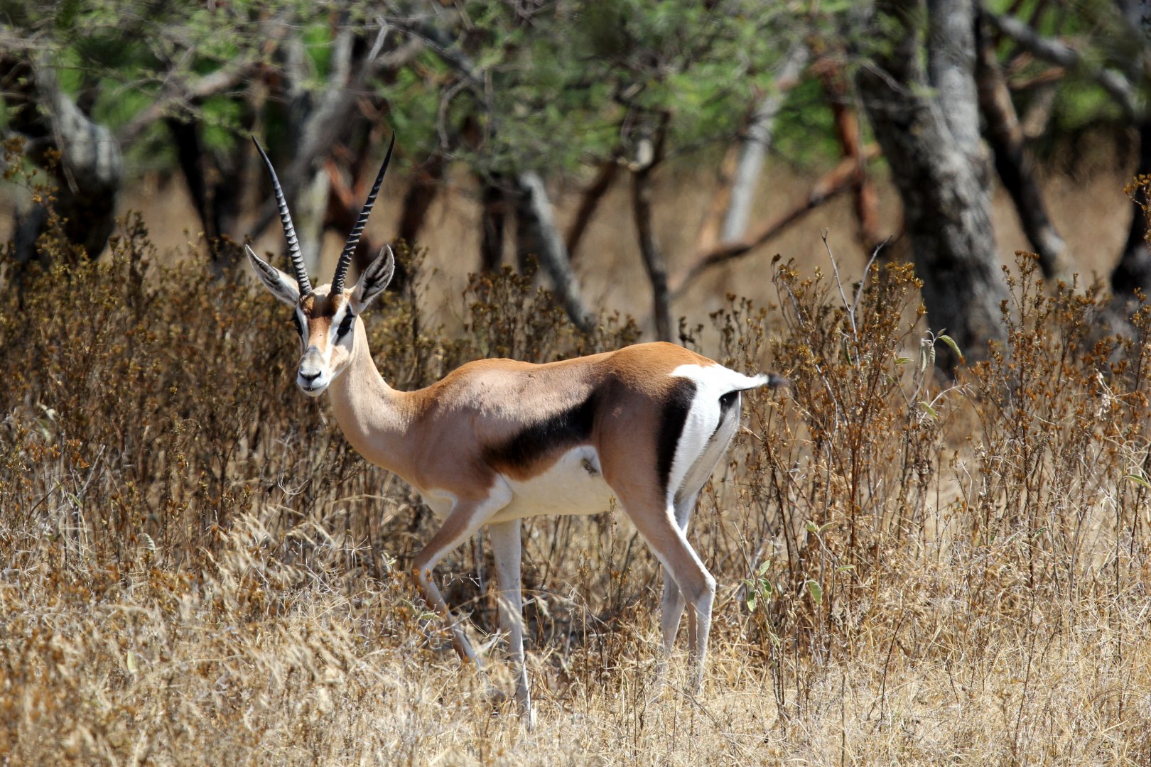 Bright's Gazelle (Nanger notata) female