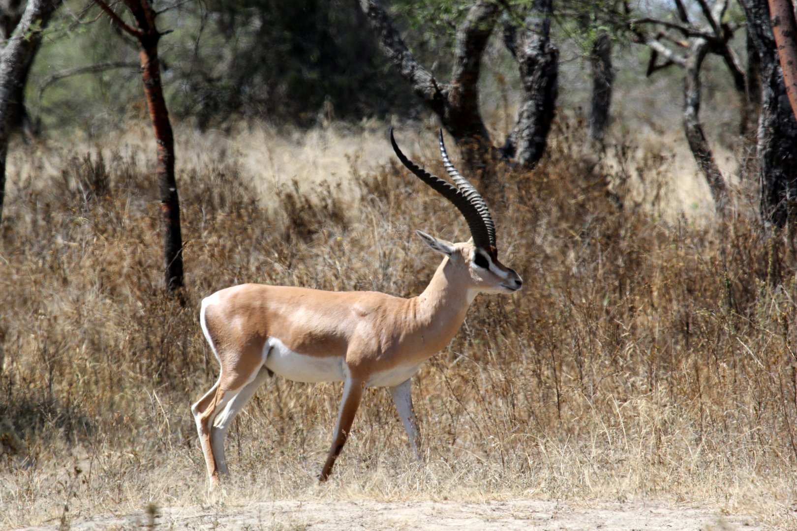 Bright's Gazelle (Nanger notata) male