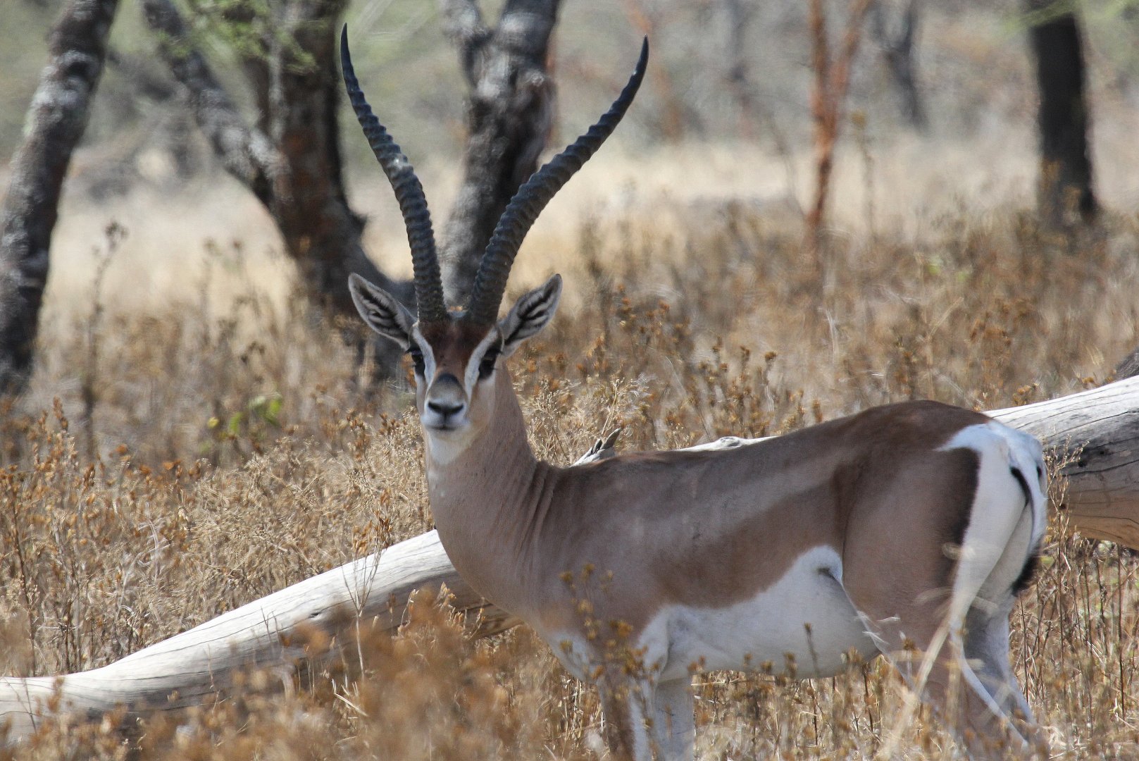 Bright's Gazelle (Nanger notata) male